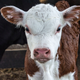 Image for article titled Calf Annoyed By Mother Always Giving Guilt Trip About How Vet Had To Stick Chain Up Vagina To Pull Her Out